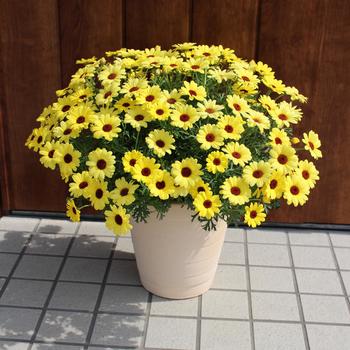 Argyranthemum Grandaisy® '' (283406)