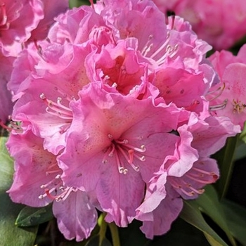 Rhododendron 'HoldenRhodo213' PP34540
