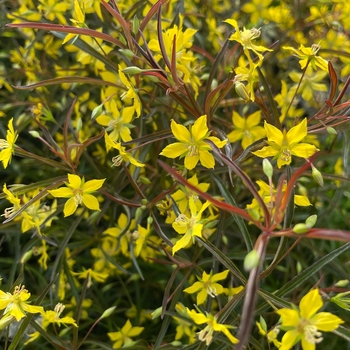 Lysimachia lanceolata var. purpurea