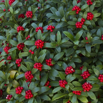 Skimmia reevesiana