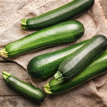 Cucurbita pepo 'Dark Green' 