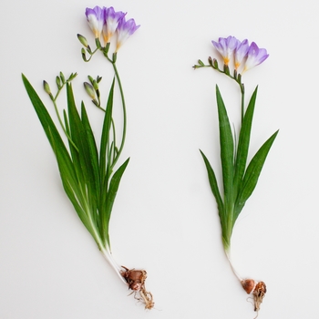 Freesia 'Multiple Varieties' 