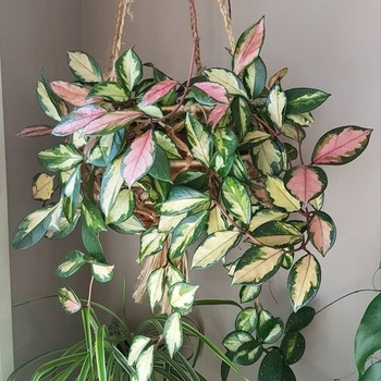 Hoya carnosa 'Tricolor' 