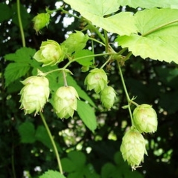Humulus lupulus 'Aureus' 