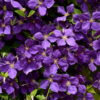 Clematis jackmanii 'Superba' 
