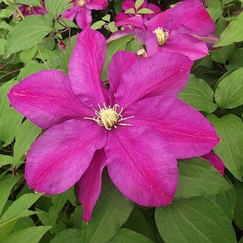 Clematis 'Sunset' 