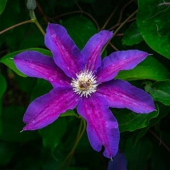 Clematis 'Starry Nights' 