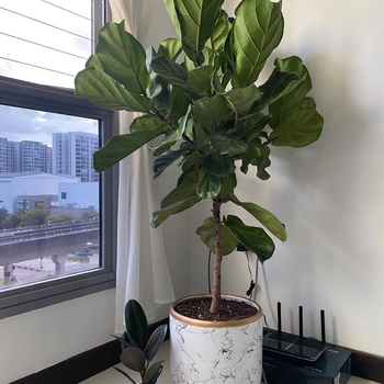 Ficus lyrata