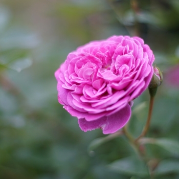 Rosa 'Arctic Blue' WEKbluefytirar