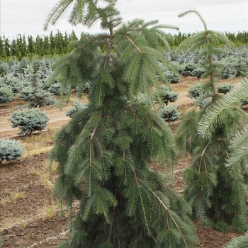 Pseudotsuga menziesii 'Graceful Grace' 