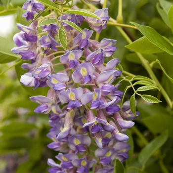 Wisteria macrostachya 'Blue Moon' 