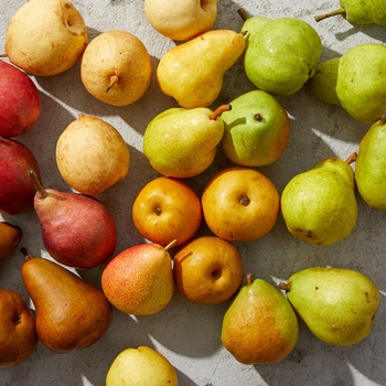 Pyrus communis 'Kieffer' 