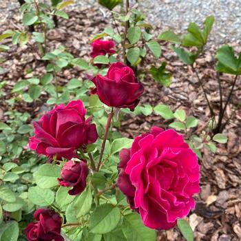 Rosa Brindabella Roses™ 'Crimson Knight' (284020)