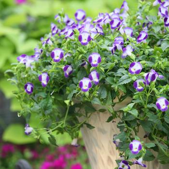 Torenia 