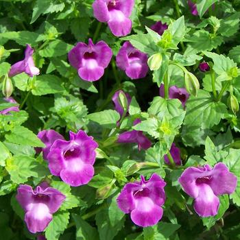 Torenia 