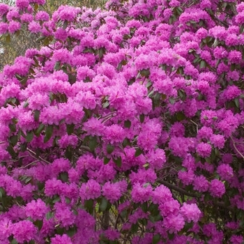 Rhododendron 'P.J.M. Elite' 