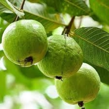 Psidium guajava