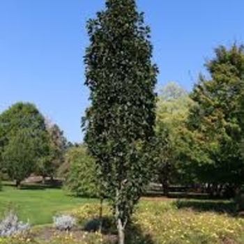 Pyrus 'NCPX1' PP26539
