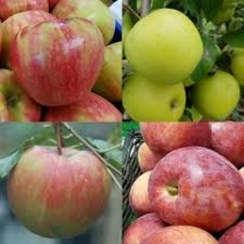 Malus '4-in-1' 