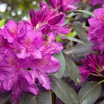 Rhododendron catawbiense 'Purpureum Elegans' 