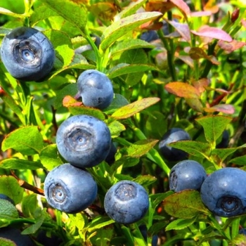 Vaccinium corymbosum 'Chandler' 