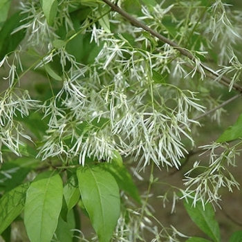 Chionanthus virginicus 'Spring Fleecing' 