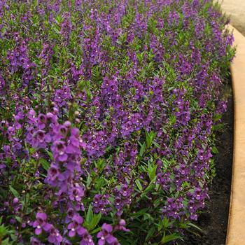 Angelonia angustifolia Serena® '' (284474)