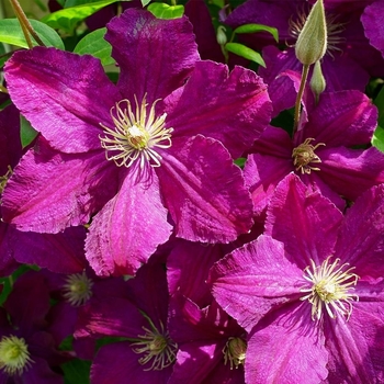 Clematis 'Cardinal Wyszynski' 