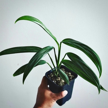 Epipremnum amplissimum