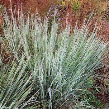 Schizachyrium scoparium 'Ha Ha Tonka' PP32374