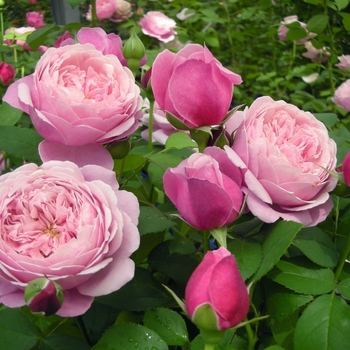 Rosa 'Cathedral Bells™' 