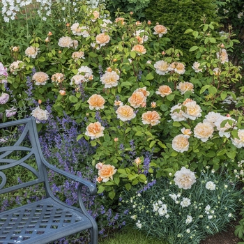 Rosa 'The Lady Gardener' 