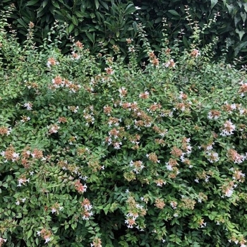 Abelia x grandiflora 'Little Richard' 