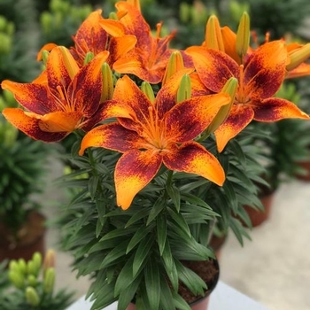 Lilium 'Tiny Cosmic'