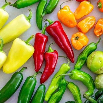 Capsicum annuum 'Serrano' 