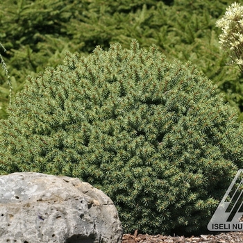 Picea pungens 'Roundabout' 