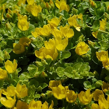 Lysimachia nummularia