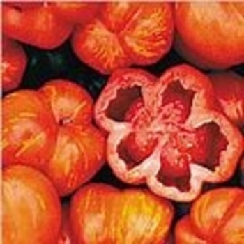 Lycopersicon esculentum 'Striped German' 