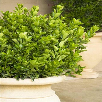 Euonymus japonicus 'Grandifolius'