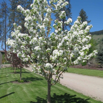 Malus 'Jeflite' 