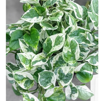 Epipremnum aureum 'Pearls and Jade' 