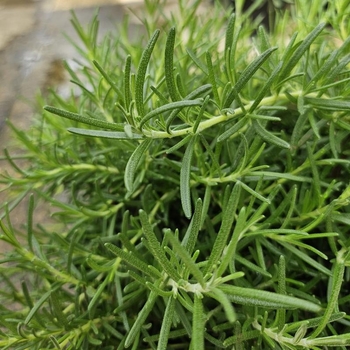 Rosmarinus officinalis 'Foxtail' 