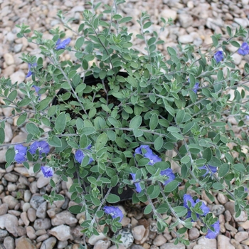 Evolvulus glomeratus 'Hawaiian Blue Eyes' 