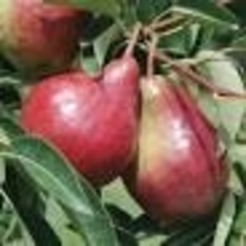 Pyrus communis 'Red Bartlett' 