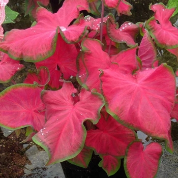 Caladium 'UF 44-4' 