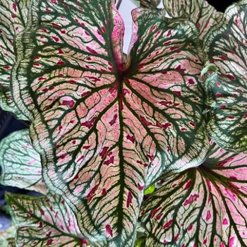 Caladium 'Spicy Lizard&trade;' 