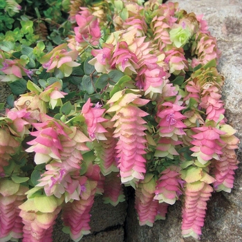 Origanum vulgare 'Kent Beauty' 