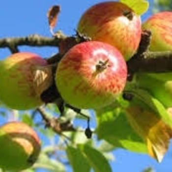 Malus 'Gravenstein' 