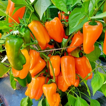 Capsicum annuum 'Lunchbox Mix' 
