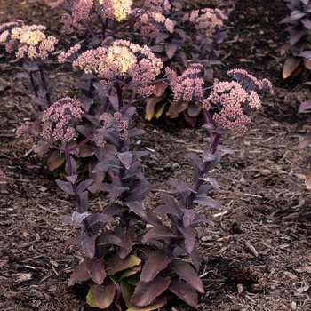 Sedum 'Holtpupascho093' PPAF